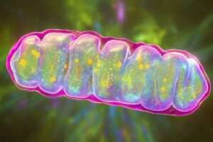 Supercharging Brain Mitochondria Reverses Memory Loss in Mice